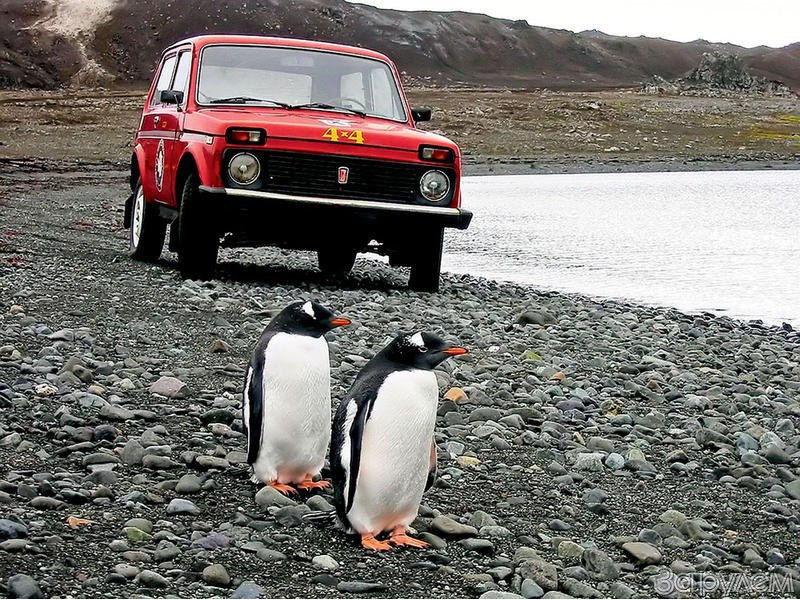 Lada Niva az anatktiszon Pingvinekkel 